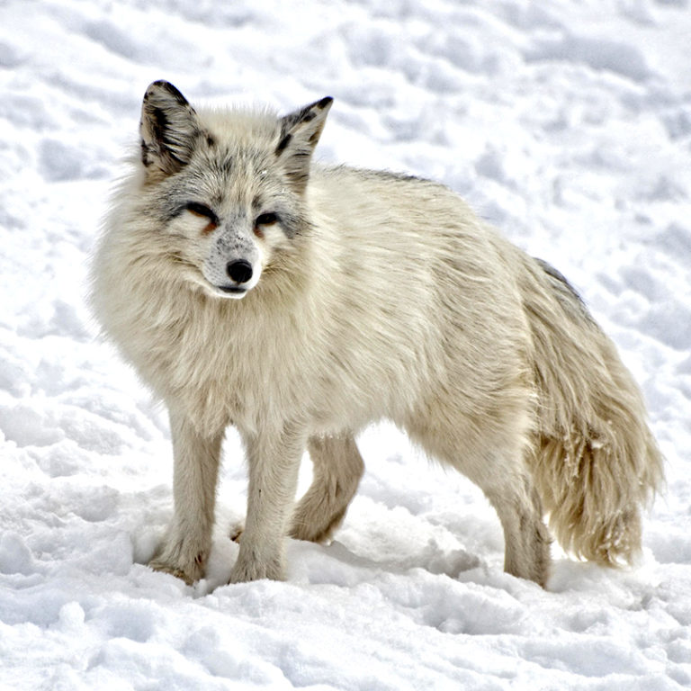 En arktiskt räv står i snön