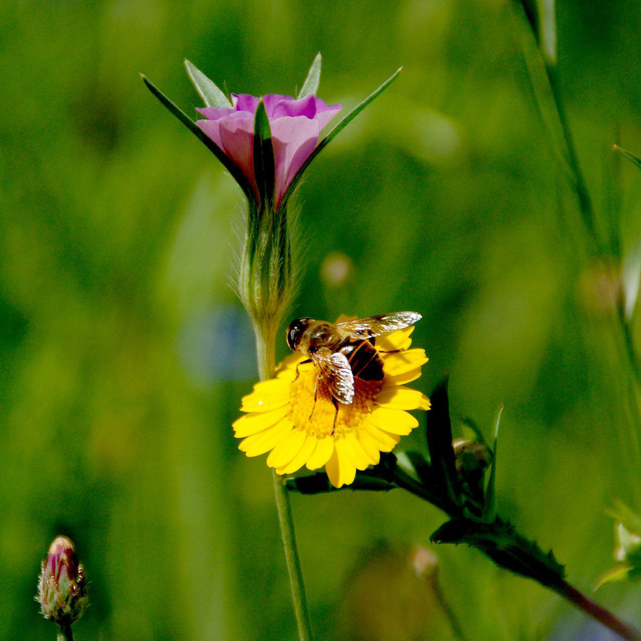 Ett bi sitter på en gul blomma